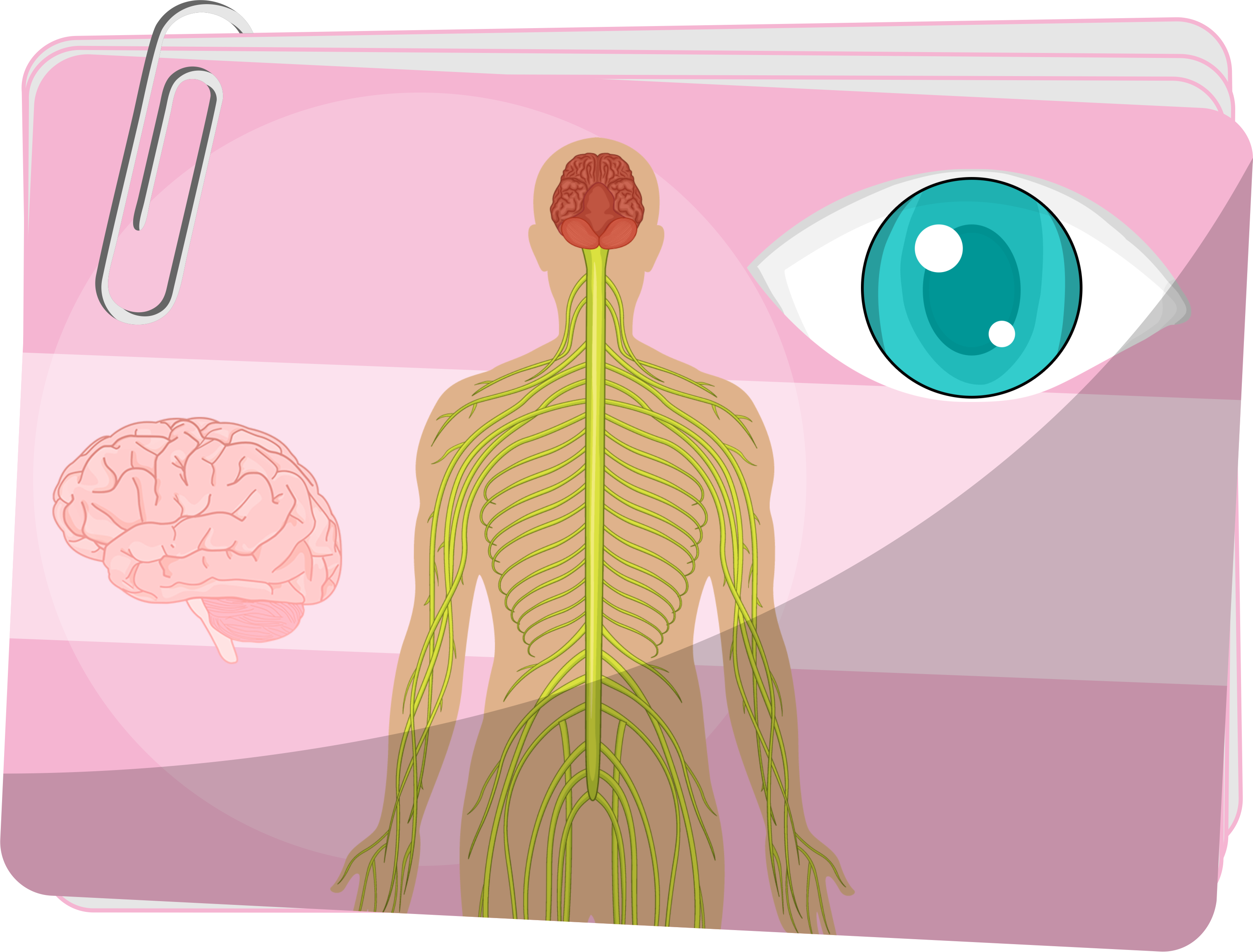 Układ nerwowy - Organy i funkcje układu nerwowego - Organizm człowieka - ćwiczenia dla 4 klasy