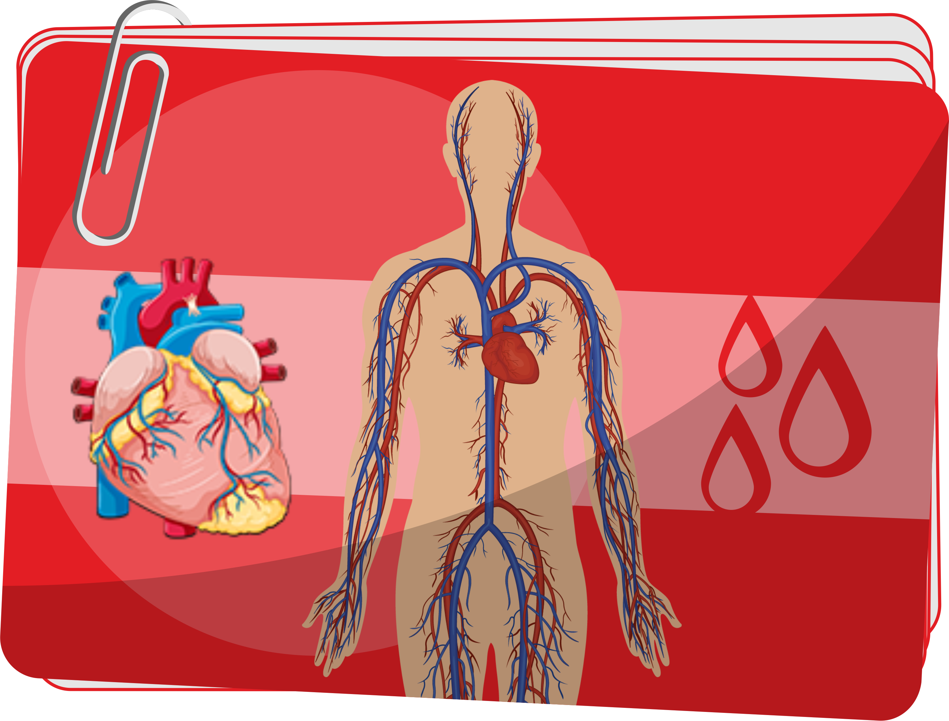 Układ krwionośny - Organy i funkcje układu krwionośnego - Organizm człowieka - ćwiczenia dla 4 klasy