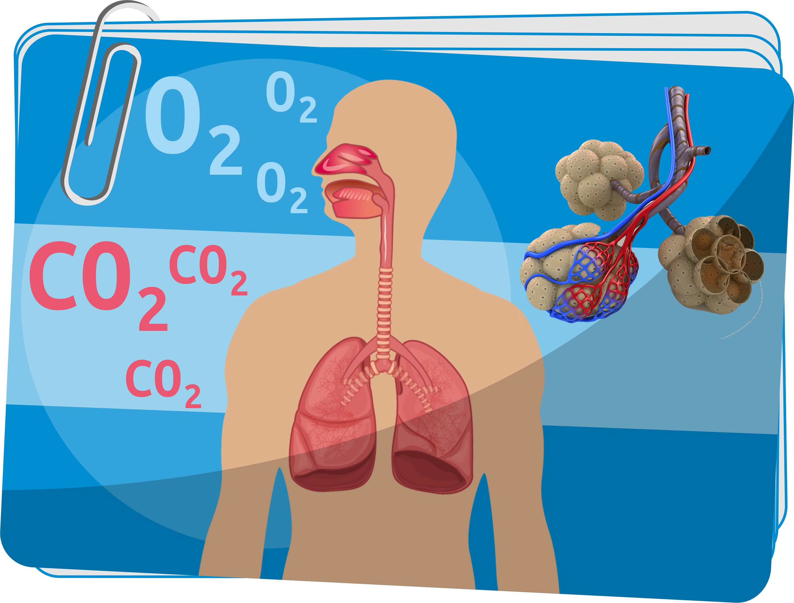 Układ oddechowy - Organy i funkcje układu oddechowego - Organizm człowieka - ćwiczenia dla 4 klasy