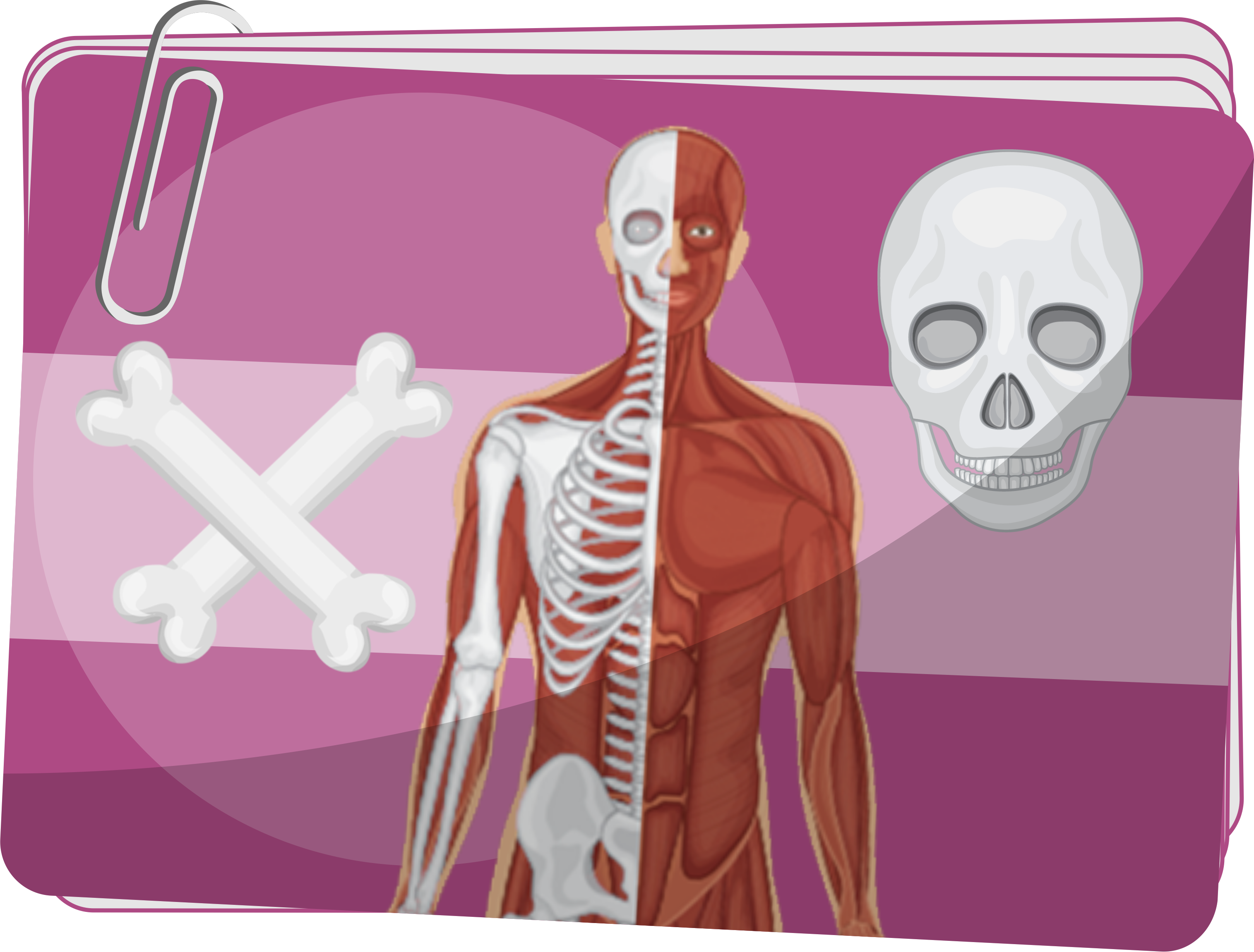 Układ ruchu: mięśnie i szkielet - Organy i funkcje układu ruchu - Organizm człowieka - ćwiczenia dla 4 klasy