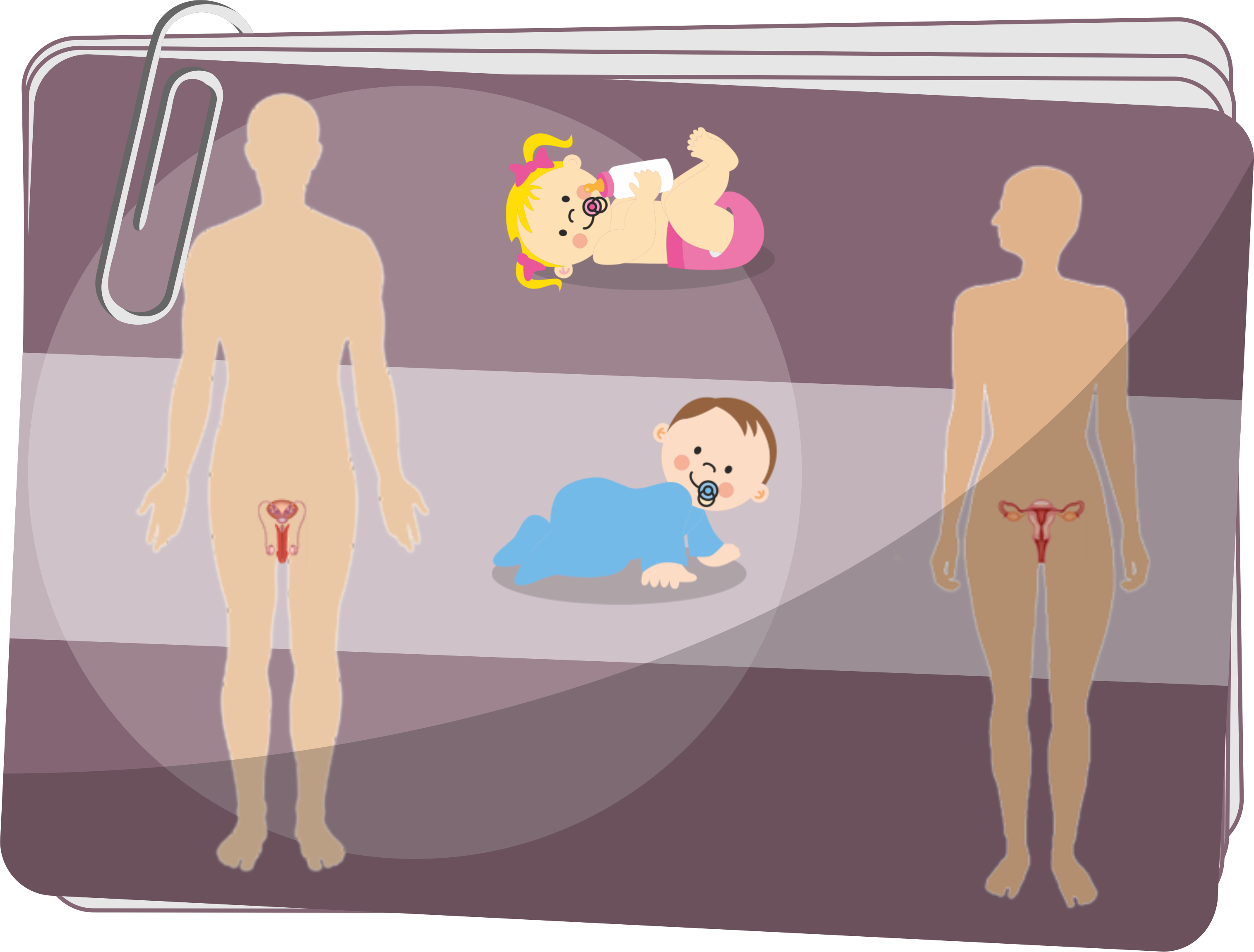 Męski i żeński układ rozrodczy - Organy i funkcje układu rozrodczego - Organizm człowieka - ćwiczenia dla 4 klasy