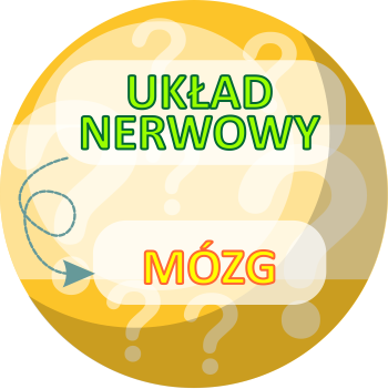 Który narząd, który układ? - 4. Połącz liniami! - Jaki to układ budowy organizmu człowieka?